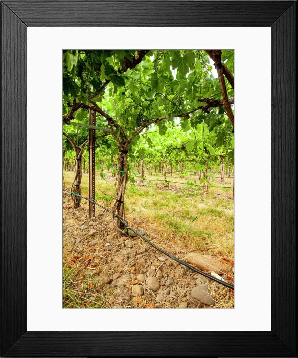 Framed Print : USA, Washington State, Walla Walla. The Funk Vineyard with the special trellis system known as the Geneva Double Curtain. (Editorial Use Only) Framed Print : USA, Washington State, Walla Walla. The Funk Vineyard with the special trellis system known as the Geneva Double Curtain. (Editorial Use Only)