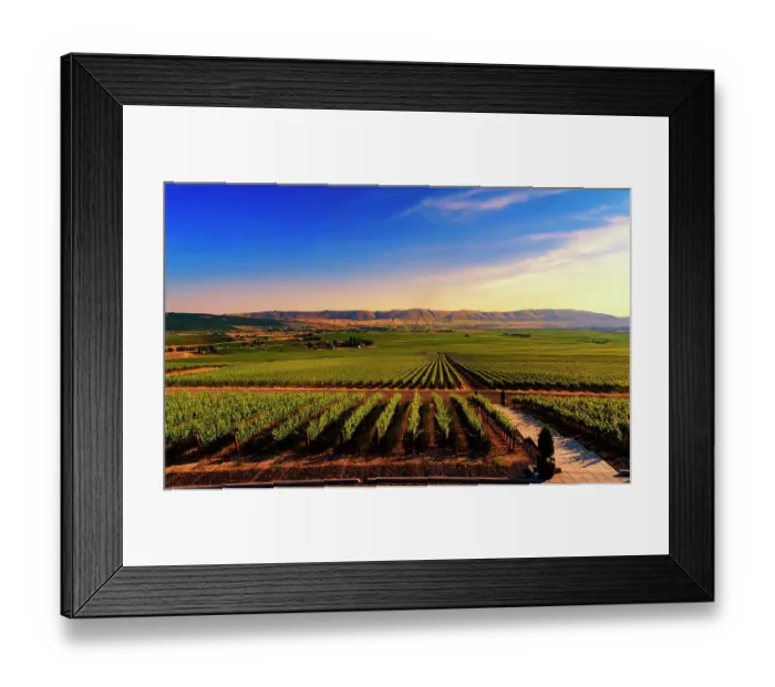 Framed Print : USA, Washington State, Red Mountain. Dusk on the vineyards of Red Mountain wine region with Horse Heaven Hills in the background. (Editorial Use Only) Framed Print : USA, Washington State, Red Mountain. Dusk on the vineyards of Red Mountain wine region with Horse Heaven Hills in the background. (Editorial Use Only)