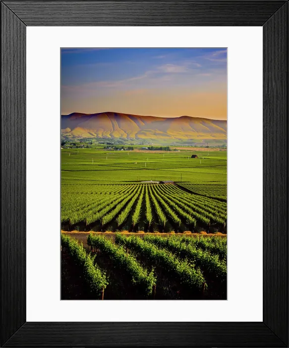 Framed Print : USA, Washington State, Red Mountain. Dusk on the vineyards of Red Mountain wine region with Horse Heaven Hills in the background Framed Print : USA, Washington State, Red Mountain. Dusk on the vineyards of Red Mountain wine region with Horse Heaven Hills in the background