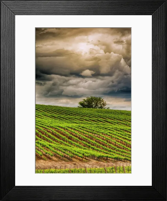 Framed Print : USA, Washington State, Yakima Valley. Rows in a Washington vineyard at spring Framed Print : USA, Washington State, Yakima Valley. Rows in a Washington vineyard at spring
