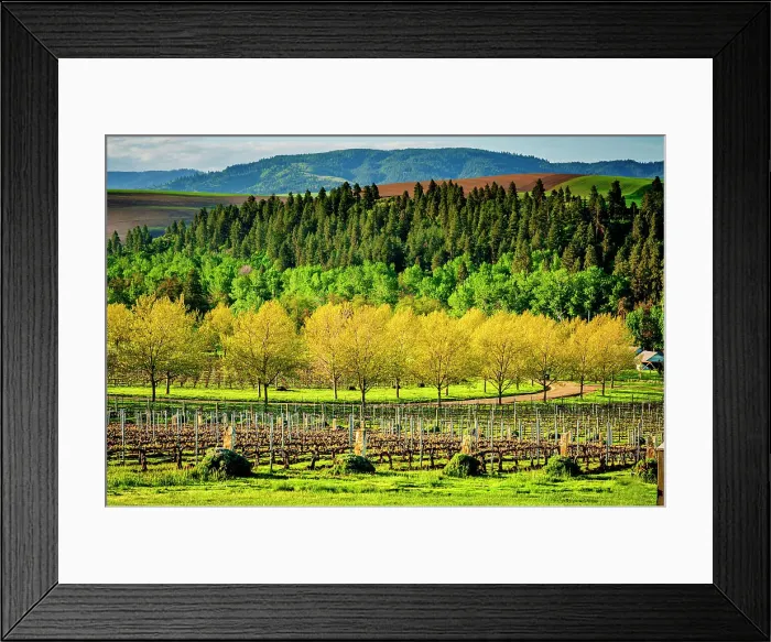Framed Print : USA, Washington State, Walla Walla. Spring morning on Figgins Estate Vineyard in Walla Walla's Mill Creek district. (Editorial Use Only) Framed Print : USA, Washington State, Walla Walla. Spring morning on Figgins Estate Vineyard in Walla Walla's Mill Creek district. (Editorial Use Only)