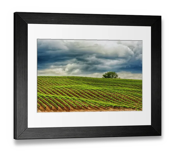 Framed Print : USA, Washington State, Yakima Valley. Rows in a Washington vineyard at spring Framed Print : USA, Washington State, Yakima Valley. Rows in a Washington vineyard at spring