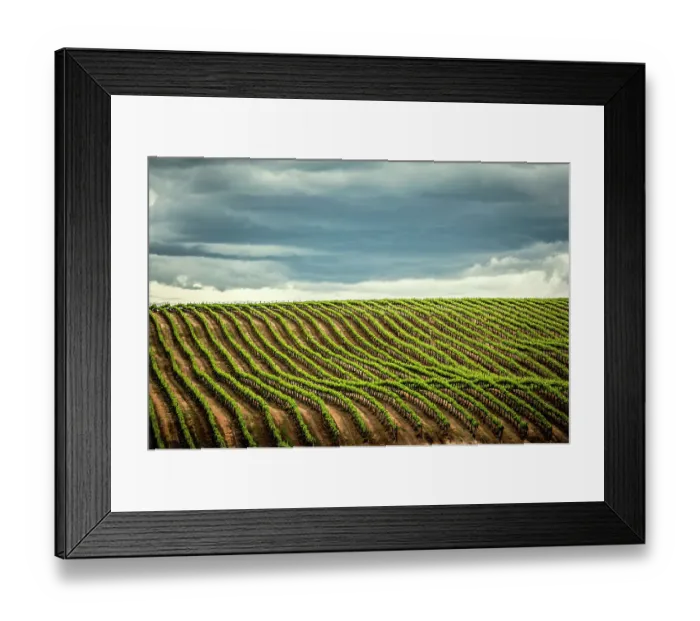 Framed Print : USA, Washington State, Yakima Valley. Rows in a Washington vineyard at spring Framed Print : USA, Washington State, Yakima Valley. Rows in a Washington vineyard at spring
