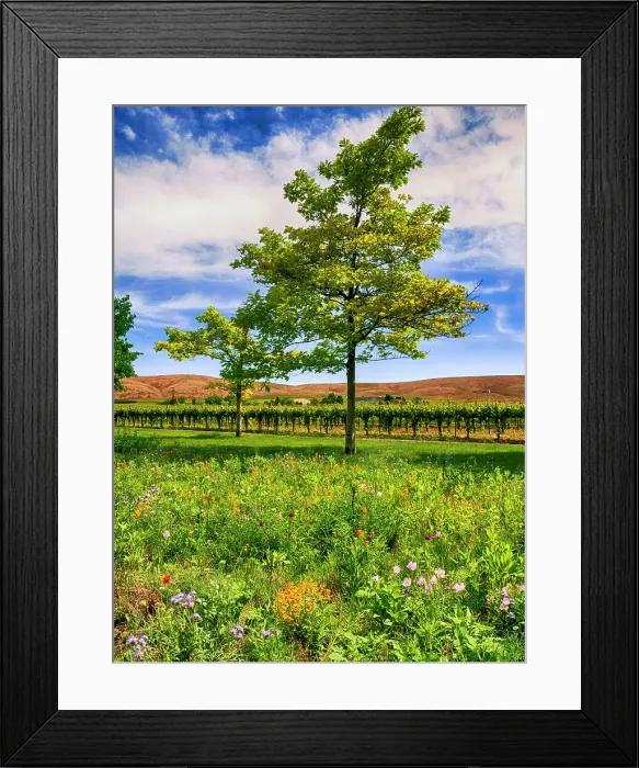 Framed Print : USA, Washington State, Red Mountain. Spring flowers border a vineyard in Washington's Yakima Valley Framed Print : USA, Washington State, Red Mountain. Spring flowers border a vineyard in Washington's Yakima Valley