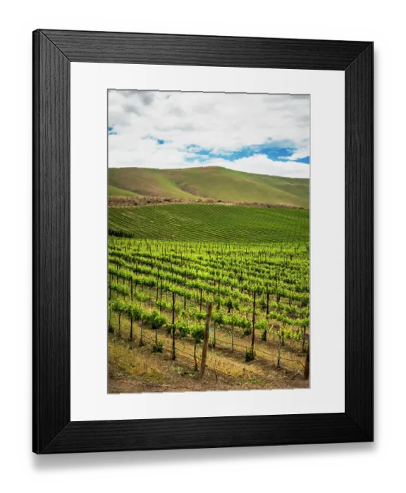 Framed Print : USA, Washington State, Yakima Valley. Rows in a Washington vineyard at spring Framed Print : USA, Washington State, Yakima Valley. Rows in a Washington vineyard at spring