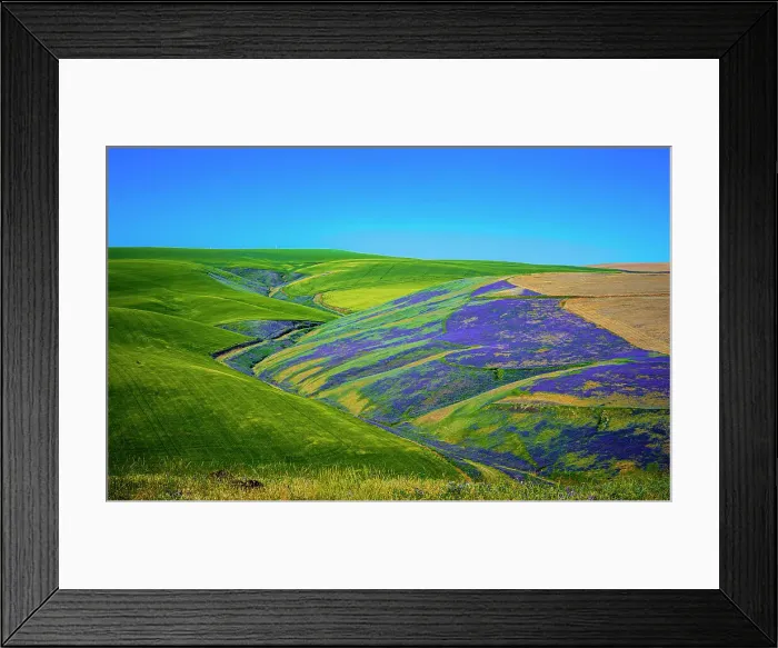 Framed Print : USA, Washington State, Walla Walla. A workhorse cover crop, vetch contributes biomass to a vineyard, protects soils from wind and rain, while improving structure and adding nutrients Framed Print : USA, Washington State, Walla Walla. A workhorse cover crop, vetch contributes biomass to a vineyard, protects soils from wind and rain, while improving structure and adding nutrients