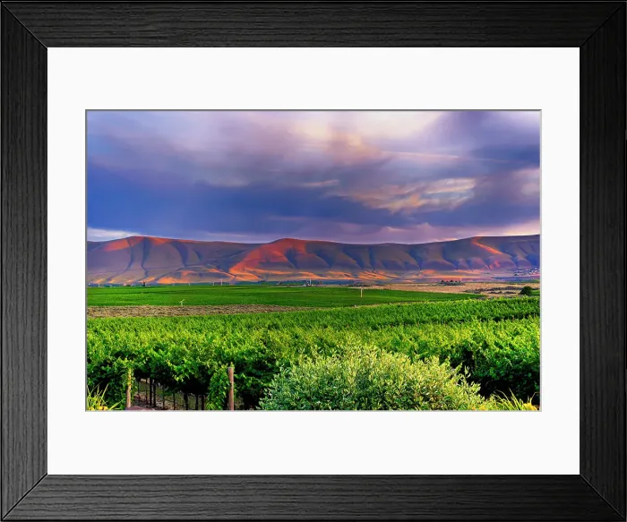 Framed Print : USA, Washington State, Yakima Valley. Dusk over the many vineyards on Red Mountain in Washington's Yakima Valley backed by the Horse Heaven Hills Framed Print : USA, Washington State, Yakima Valley. Dusk over the many vineyards on Red Mountain in Washington's Yakima Valley backed by the Horse Heaven Hills