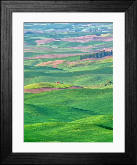 Framed Print : USA, Washington State, Palouse Region. Rolling green hills of wheat