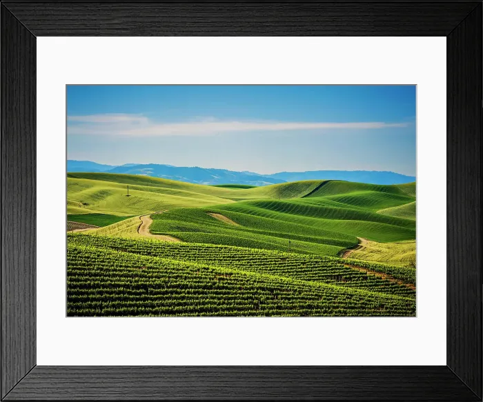 Framed Print : USA, Washington State, Walla Walla. The Spring Valley Vineyard is bordered by wheat fields on all sides. (Editorial Use Only) Framed Print : USA, Washington State, Walla Walla. The Spring Valley Vineyard is bordered by wheat fields on all sides. (Editorial Use Only)