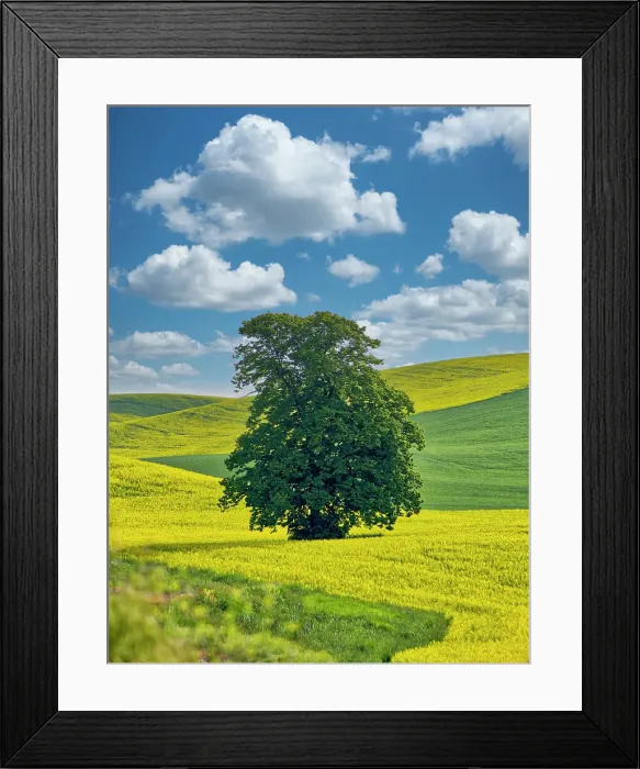 Framed Print : USA, Washington State, Palouse Region. Lone tree in canola field with field road running through