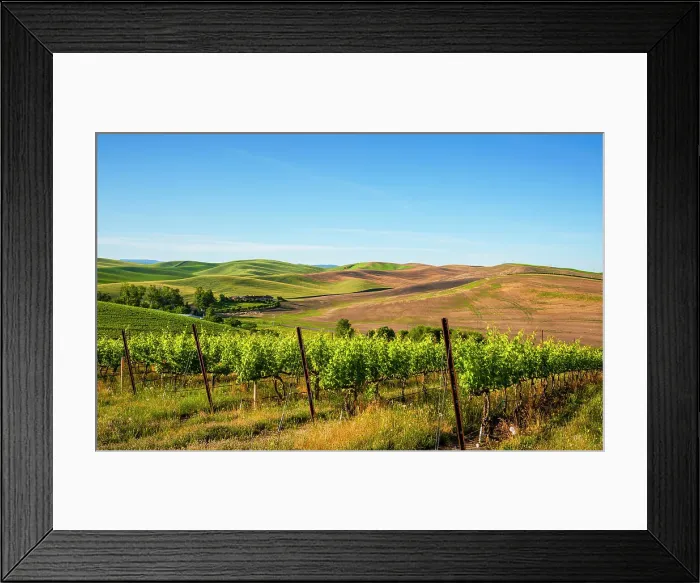 Framed Print : USA, Washington State, Walla Walla. The estate vineyard of Spring Valley Vineyard is bordered by historic wheatfields north of Walla Walla. (Editorial Use Only) Framed Print : USA, Washington State, Walla Walla. The estate vineyard of Spring Valley Vineyard is bordered by historic wheatfields north of Walla Walla. (Editorial Use Only)