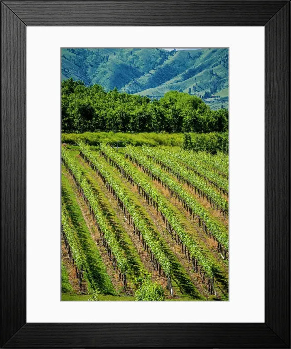 Framed Print : USA, Washington State, Lake Chelan. A vineyard sparkles in the summer sun of Lake Chelan Framed Print : USA, Washington State, Lake Chelan. A vineyard sparkles in the summer sun of Lake Chelan