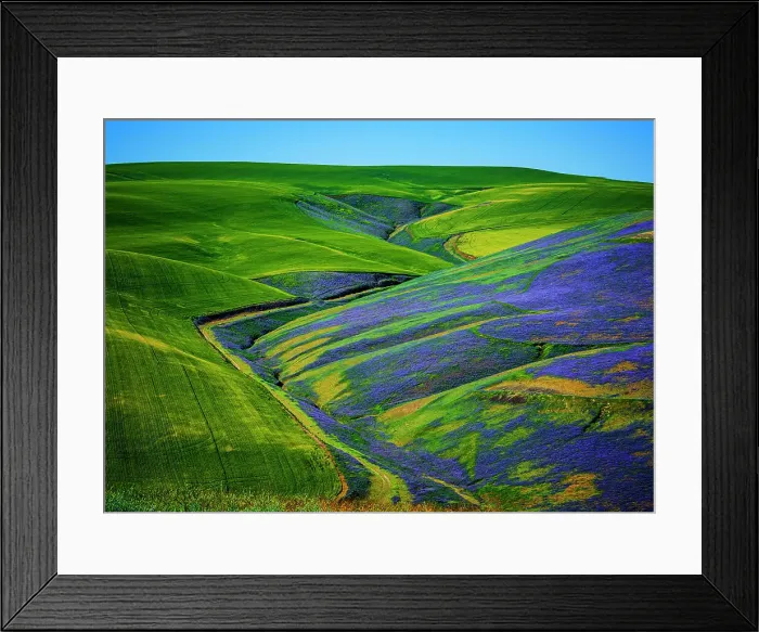 Framed Print : USA, Washington State, Walla Walla. A workhorse cover crop, vetch contributes biomass to a vineyard, protects soils from wind and rain, while improving structure and adding nutrients Framed Print : USA, Washington State, Walla Walla. A workhorse cover crop, vetch contributes biomass to a vineyard, protects soils from wind and rain, while improving structure and adding nutrients