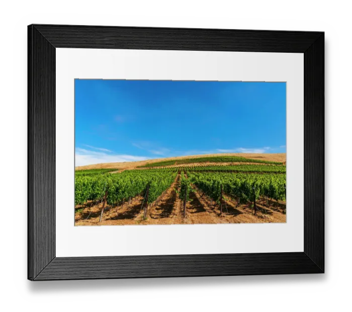 Framed Print : USA, Washington State, Yakima Valley. Vineyard with increasing elevation on Red Mountain in Washington's Yakima Valley