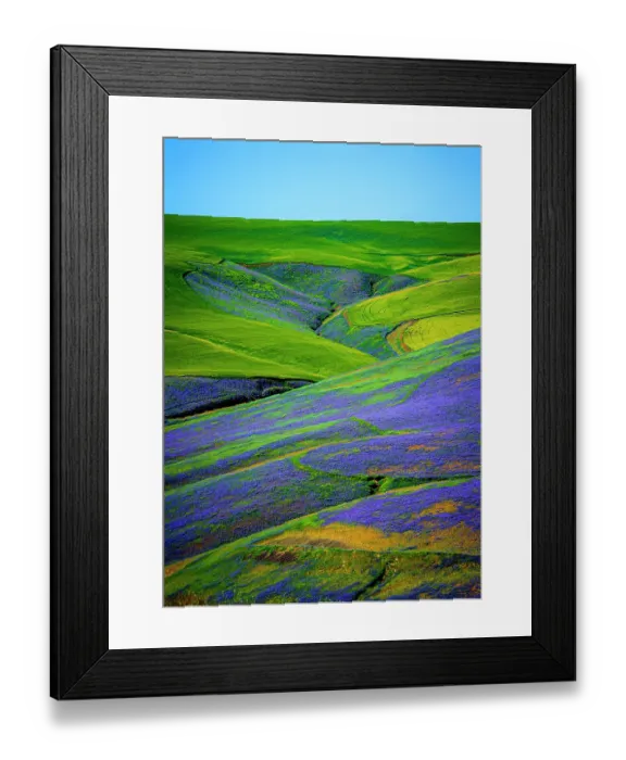 Framed Print : USA, Washington State, Walla Walla. A workhorse cover crop, vetch contributes biomass to a vineyard, protects soils from wind and rain, while improving structure and adding nutrients Framed Print : USA, Washington State, Walla Walla. A workhorse cover crop, vetch contributes biomass to a vineyard, protects soils from wind and rain, while improving structure and adding nutrients