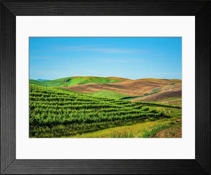 Framed Print : USA, Washington State, Walla Walla. The estate vineyard of Spring Valley Vineyard is bordered by historic wheatfields north of Walla Walla. (Editorial Use Only) Framed Print : USA, Washington State, Walla Walla. The estate vineyard of Spring Valley Vineyard is bordered by historic wheatfields north of Walla Walla. (Editorial Use Only)