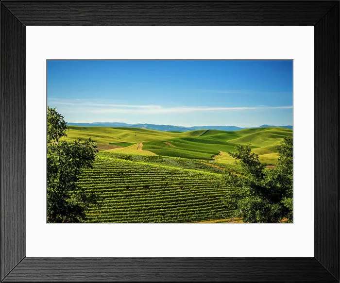Framed Print : USA, Washington State, Walla Walla. The Spring Valley Vineyard is bordered by wheat fields on all sides. (Editorial Use Only) Framed Print : USA, Washington State, Walla Walla. The Spring Valley Vineyard is bordered by wheat fields on all sides. (Editorial Use Only)
