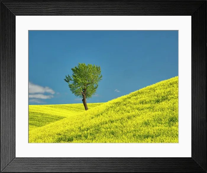 Framed Print : USA, Washington State, Palouse Region. Lone tree in canola crop