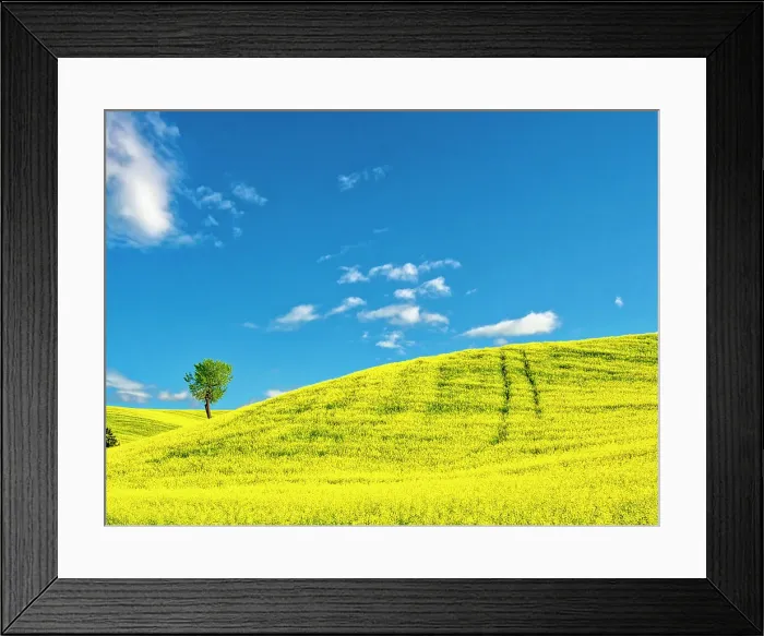 Framed Print : USA, Washington State, Palouse Region. Lone tree in canola crop Framed Print : USA, Washington State, Palouse Region. Lone tree in canola crop