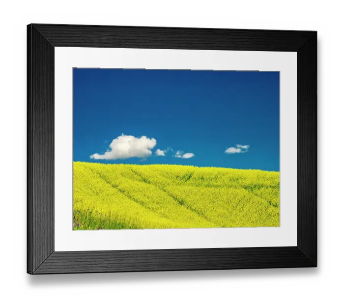 Framed Print : USA, Washington State, Palouse Region. Spring canola field with contours and lines Framed Print : USA, Washington State, Palouse Region. Spring canola field with contours and lines
