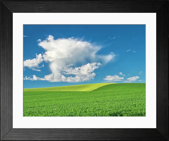 Framed Print : USA, Washington State, Palouse Region. Old round barn in canola and wheat fields Framed Print : USA, Washington State, Palouse Region. Old round barn in canola and wheat fields