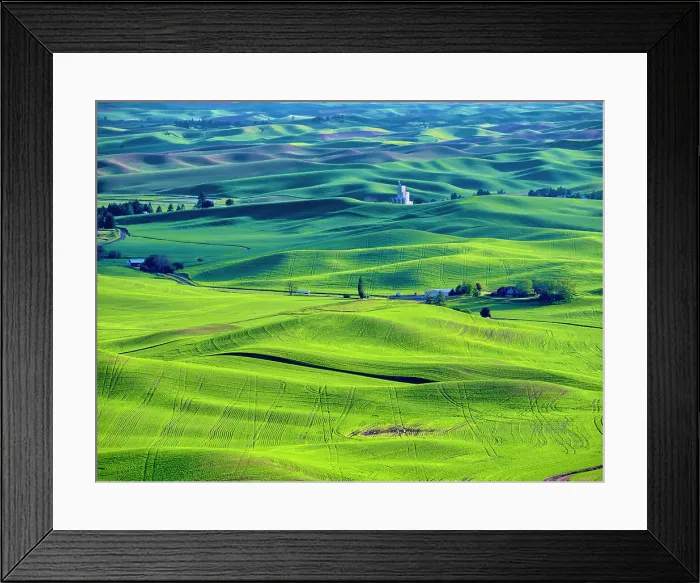 Framed Print : USA, Washington State, Palouse Region. Rolling green hills of wheat Framed Print : USA, Washington State, Palouse Region. Rolling green hills of wheat