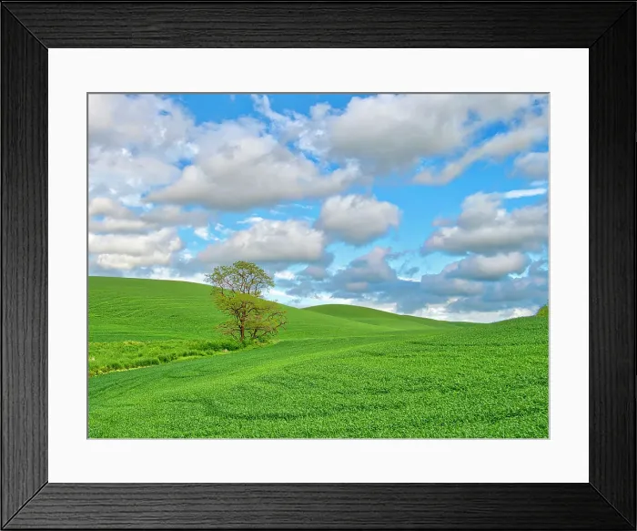 Framed Print : USA, Washington State, Palouse Region. Lone tree in wheat field and large clouds