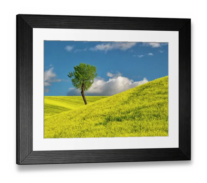 Framed Print : USA, Washington State, Palouse Region. Lone tree in canola crop Framed Print : USA, Washington State, Palouse Region. Lone tree in canola crop