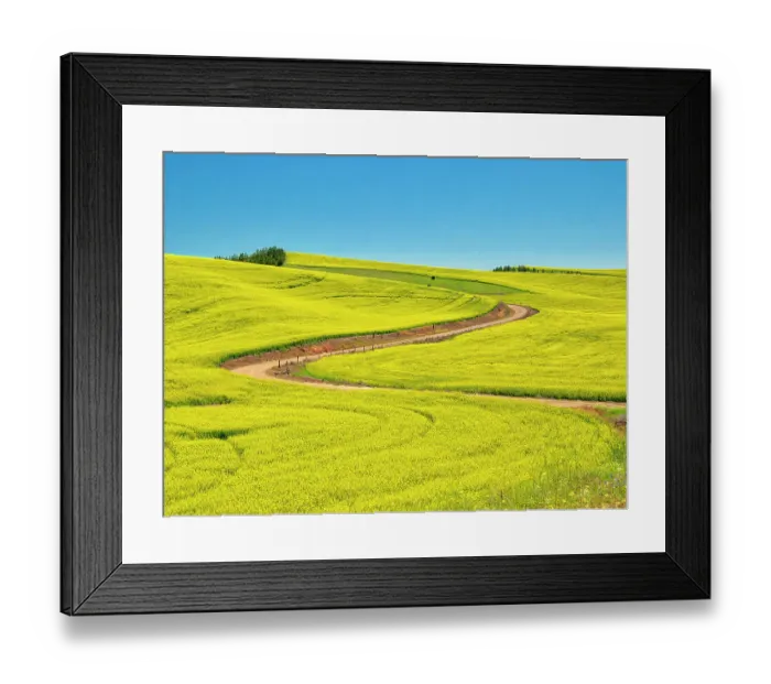 Framed Print : USA, Washington State, Palouse Region. Spring canola field with contours and lines Framed Print : USA, Washington State, Palouse Region. Spring canola field with contours and lines