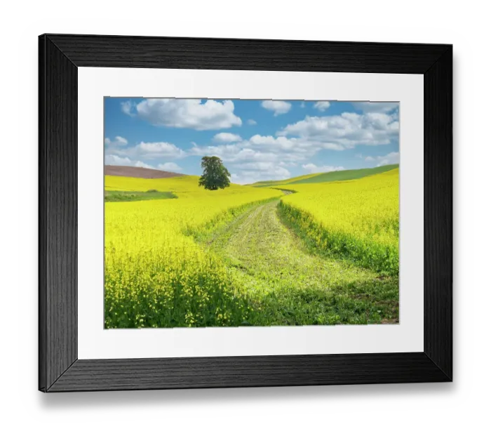 Framed Print : USA, Washington State, Palouse Region. Lone tree in canola field with field road running through Framed Print : USA, Washington State, Palouse Region. Lone tree in canola field with field road running through