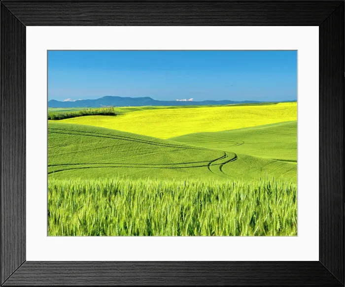 Framed Print : USA, Washington State, Palouse Region. Rolling hills of canola and wheat