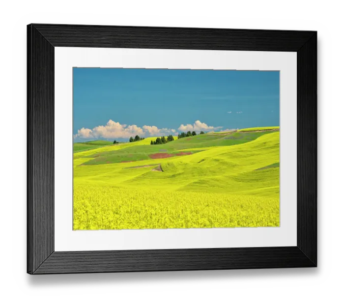 Framed Print : USA, Washington State, Palouse Region. Spring canola field with contours and lines Framed Print : USA, Washington State, Palouse Region. Spring canola field with contours and lines