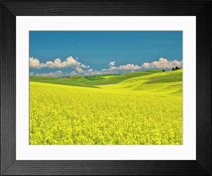 Framed Print : USA, Washington State, Palouse Region. Spring canola field with contours and lines Framed Print : USA, Washington State, Palouse Region. Spring canola field with contours and lines