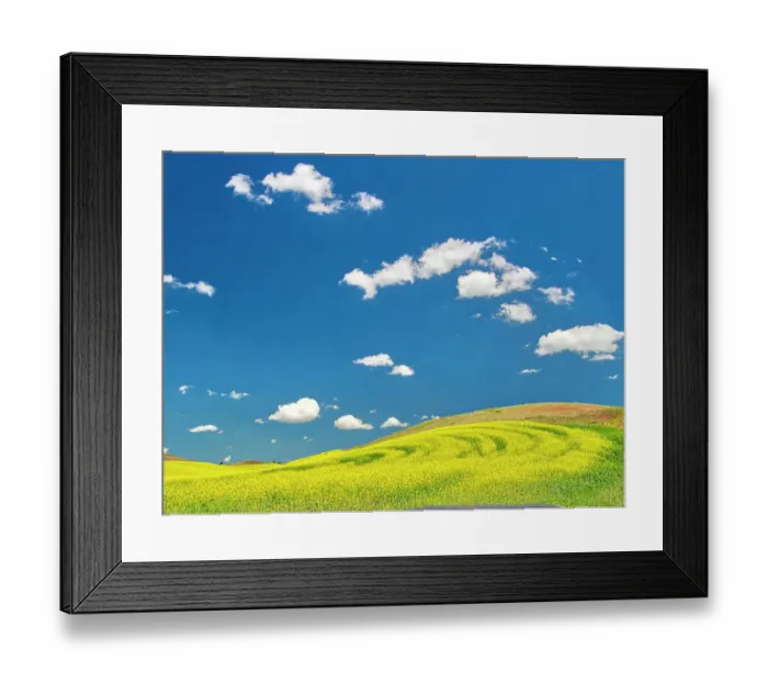 Framed Print : USA, Washington State, Palouse Region. Spring canola field with contours and lines Framed Print : USA, Washington State, Palouse Region. Spring canola field with contours and lines