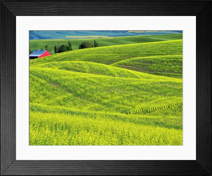 Framed Print : USA, Washington State, Palouse Region. Rolling hills of canola Framed Print : USA, Washington State, Palouse Region. Rolling hills of canola