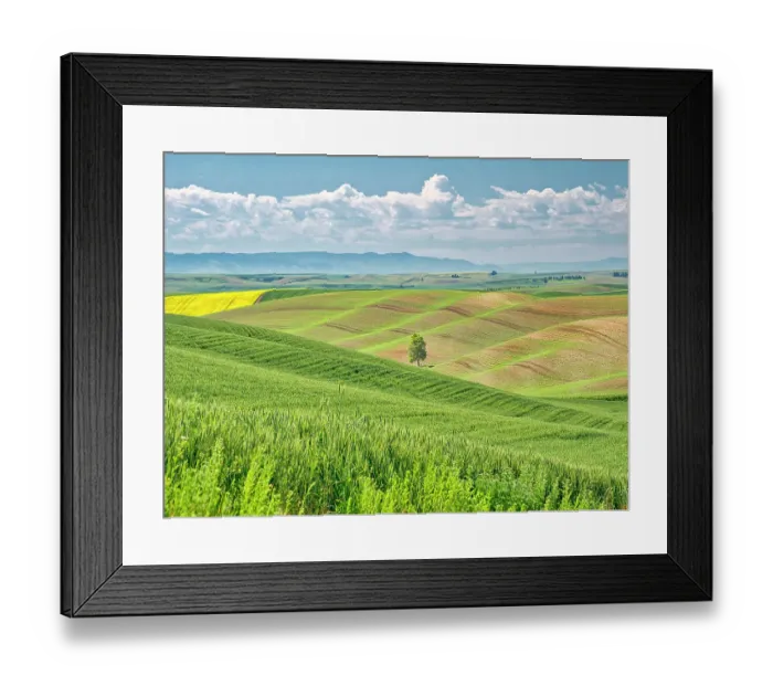Framed Print : USA, Washington State, Palouse Region. Lone tree in Spring fields of wheat and canola Framed Print : USA, Washington State, Palouse Region. Lone tree in Spring fields of wheat and canola
