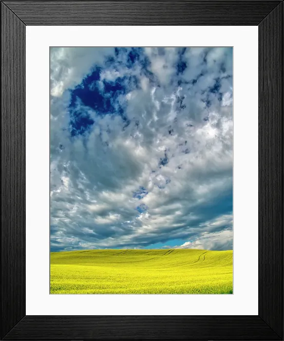 Framed Print : USA, Washington State, Palouse Region. Spring canola field with contours and Clouds Framed Print : USA, Washington State, Palouse Region. Spring canola field with contours and Clouds