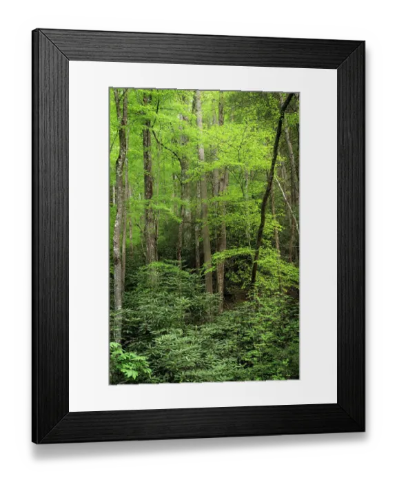 Framed Print : USA, West Virginia, New River Gorge National Park. Forest in spring foliage Framed Print : USA, West Virginia, New River Gorge National Park. Forest in spring foliage