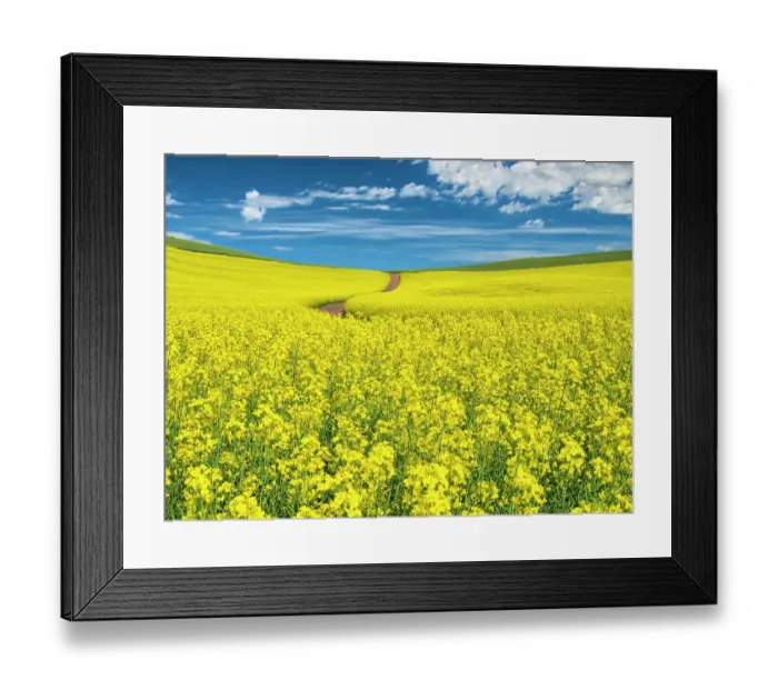 Framed Print : USA, Washington State, Palouse Region. Backcountry road winding through canola field