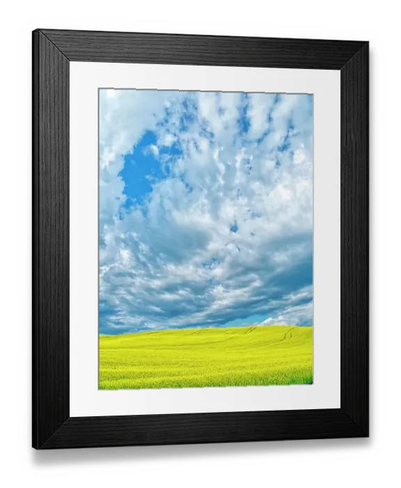 Framed Print : USA, Washington State, Palouse Region. Spring canola field with contours and Clouds Framed Print : USA, Washington State, Palouse Region. Spring canola field with contours and Clouds