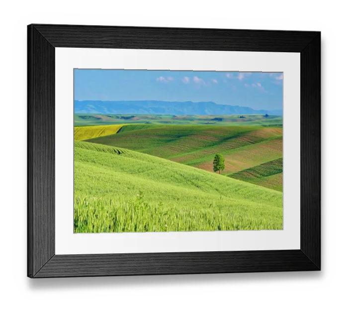 Framed Print : USA, Washington State, Palouse Region. Lone tree in Spring fields of wheat and canola Framed Print : USA, Washington State, Palouse Region. Lone tree in Spring fields of wheat and canola