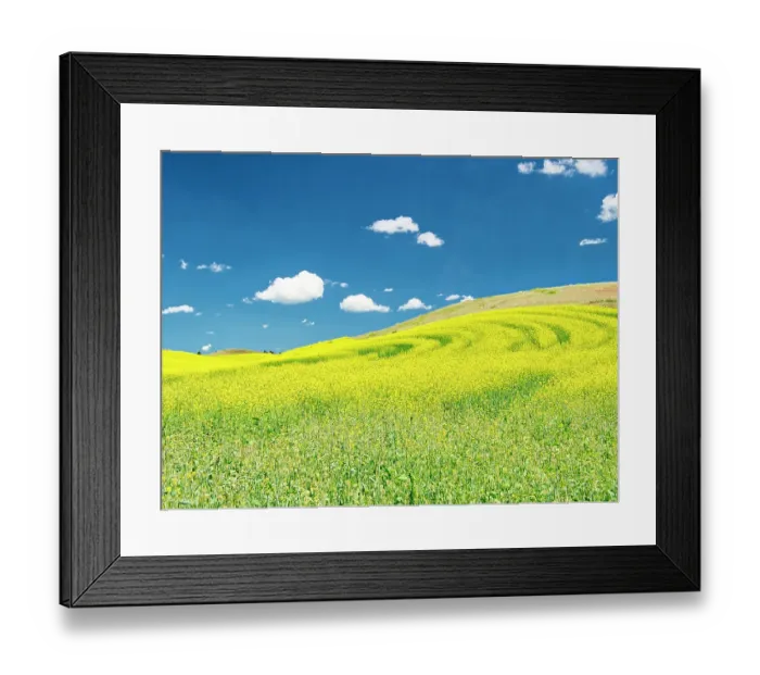 Framed Print : USA, Washington State, Palouse Region. Spring canola field with contours and lines Framed Print : USA, Washington State, Palouse Region. Spring canola field with contours and lines