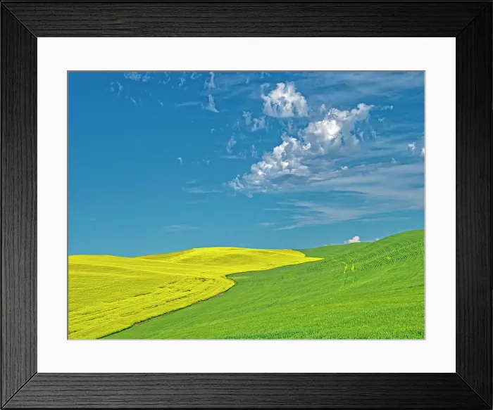 Framed Print : USA, Washington State, Palouse Region. Canola and wheat fields winding up a hill Framed Print : USA, Washington State, Palouse Region. Canola and wheat fields winding up a hill