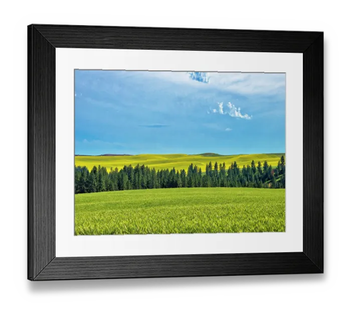 Framed Print : USA, Washington State, Palouse Region. Treeline and canola crops Framed Print : USA, Washington State, Palouse Region. Treeline and canola crops