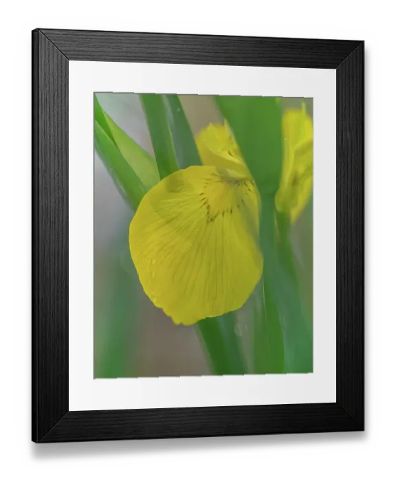 Framed Print : USA, West Virginia, New River Gorge National Park. Close-up of yellow iris flower Framed Print : USA, West Virginia, New River Gorge National Park. Close-up of yellow iris flower