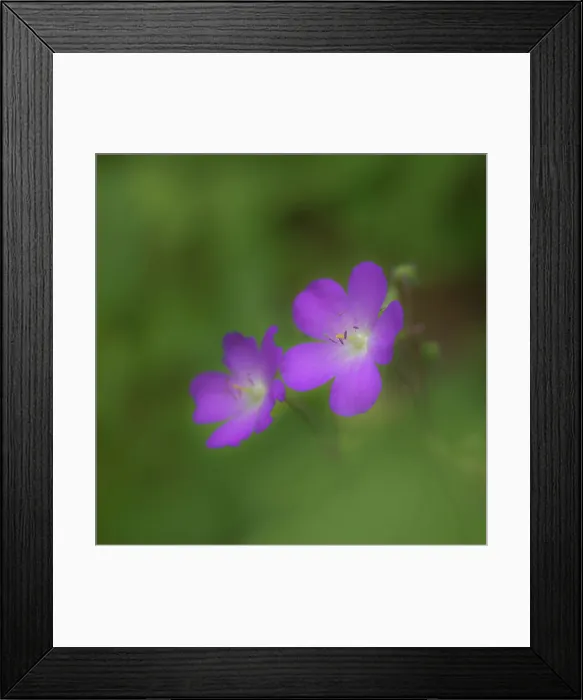 Framed Print : USA, West Virginia, New River Gorge National Park. Close-up of geranium flower Framed Print : USA, West Virginia, New River Gorge National Park. Close-up of geranium flower