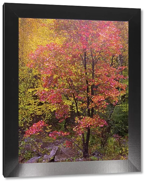 USA, West Virginia, Canaan Valley State Park. Trees in autumn foliage
