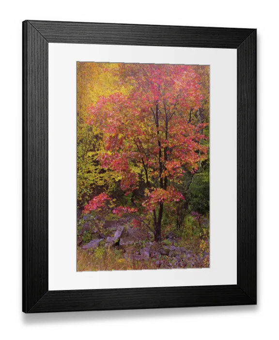 Framed Print : USA, West Virginia, Canaan Valley State Park. Trees in autumn foliage Framed Print : USA, West Virginia, Canaan Valley State Park. Trees in autumn foliage