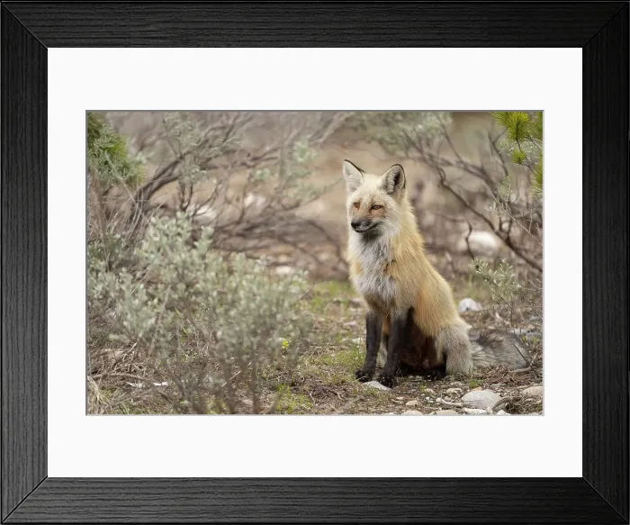 Framed Print : USA, Wyoming, Grand Teton National Park. Adult red fox close-up Framed Print : USA, Wyoming, Grand Teton National Park. Adult red fox close-up