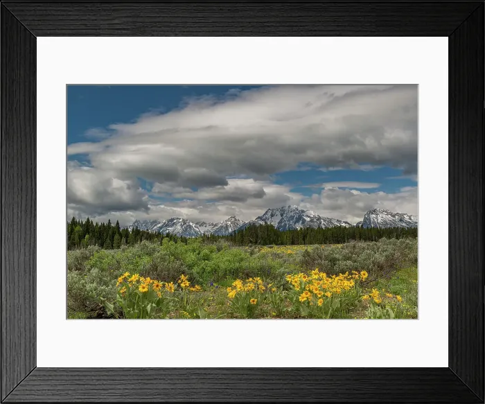 Framed Print : USA, Wyoming. Landscape of Arrowleaf Balsamroot wildflowers and Teton Mountains, Grand Teton National Park